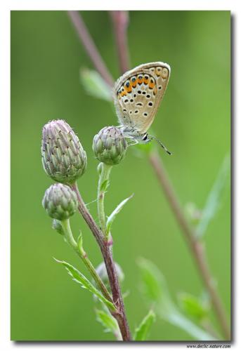 Plebejus sp.