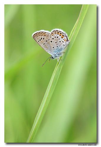 Plebejus sp.