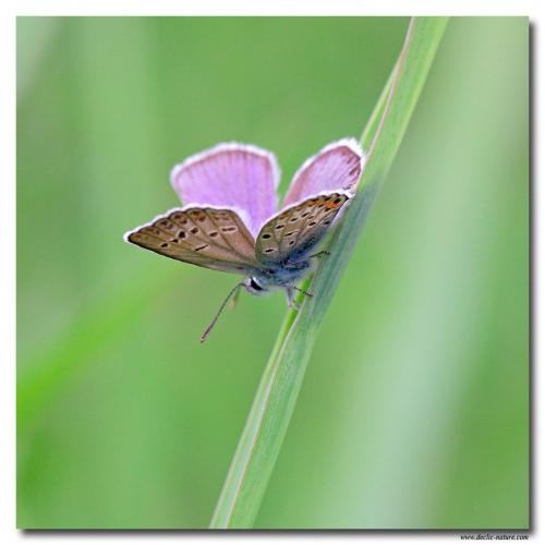 Plebejus sp.