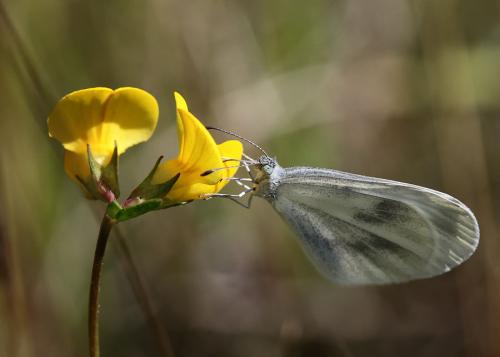 Leptidea sp.
