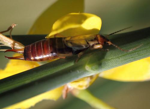 Forficula auricularia