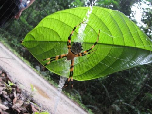 Argiope flavipalpis