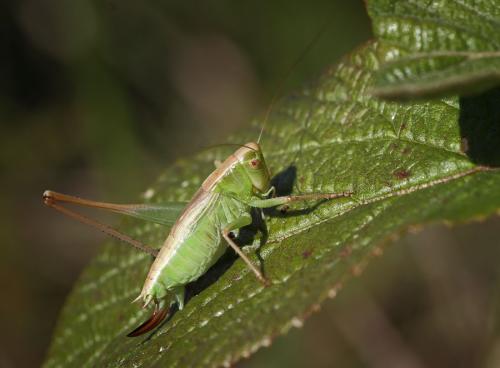 Bicolorana bicolor