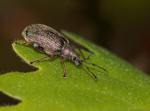 Réf. 81 054 : Phyllobius pyri