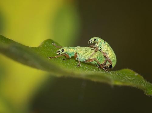 Réf. 81 055 : Polydrusus sp.