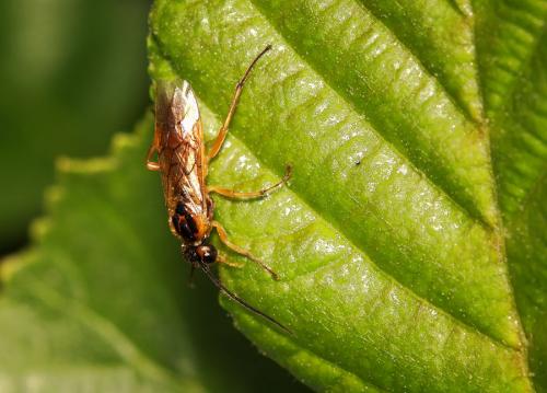 Réf. 81 029 : Nematinae inconnu