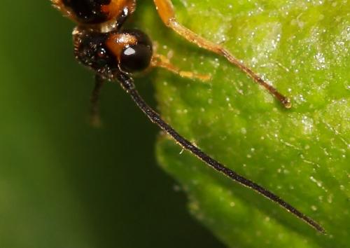 Réf. 81 052 : Nematinae inconnu