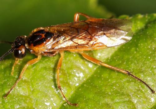 Réf. 81 053 : Nematinae inconnu