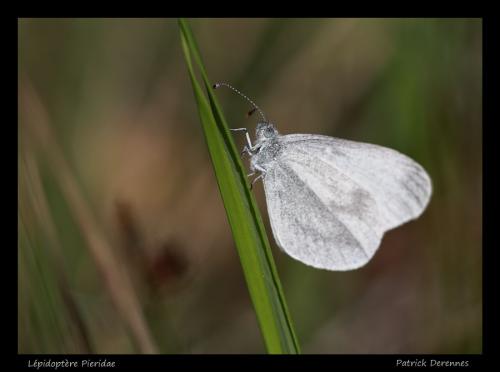 Leptidea sp.