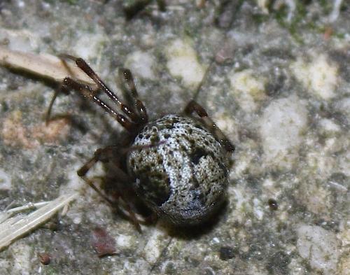 Parasteatoda tepidariorum