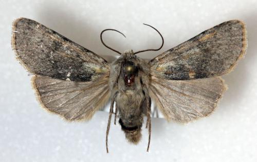 Réf. 81 865 : Agrotis simplonia