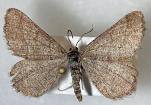 Réf. 81 869 : Isturgia murinaria