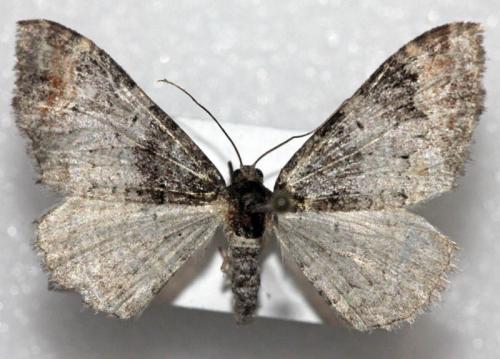 Réf. 81 942 : Catarhoe cuculata