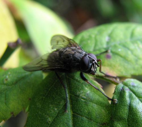 Phaonia perdita