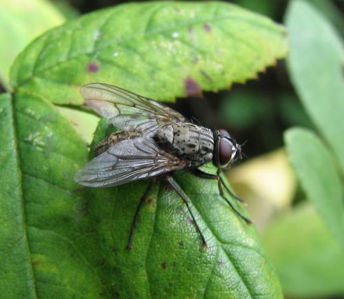 Phaonia perdita