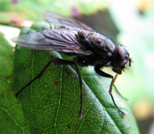 Réf. 81 853 : Phaonia perdita