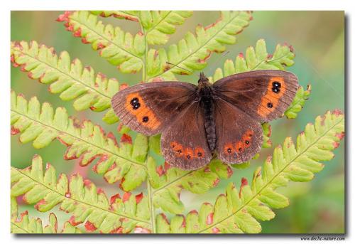 Erebia aethiops