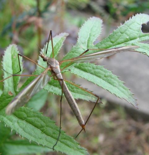 Tipula oleracea