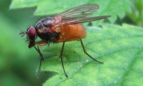 Phaonia rufiventris