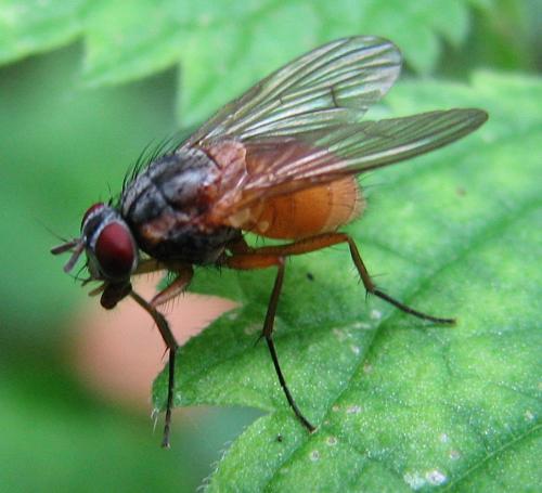 Phaonia rufiventris