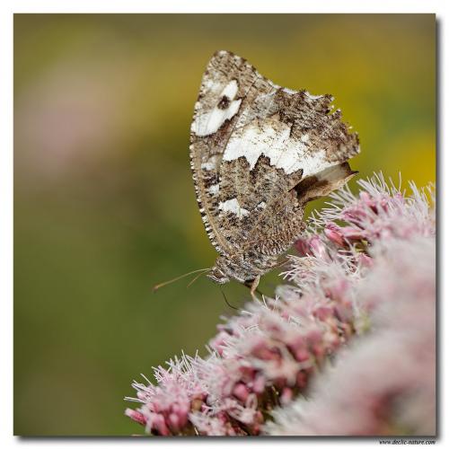 Réf. 81 006 : Brintesia circe