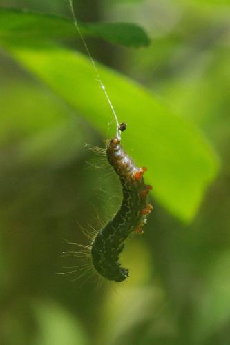 Eriogaster lanestris