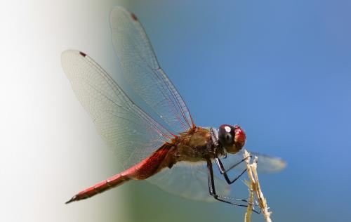 Réf. 81 170 : Tramea abdominalis