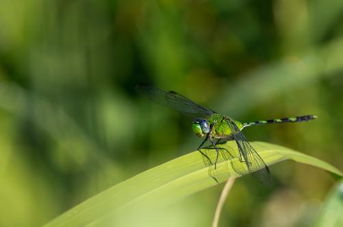 Réf. 81 641 : Erythemis vesiculosa