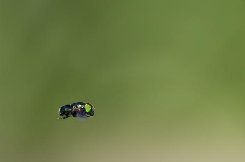 Ornidia obesa