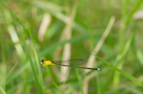 Réf. 81 763 : Ischnura capreolus