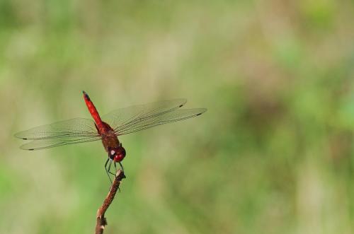 Réf. 81 810 : Tramea abdominalis