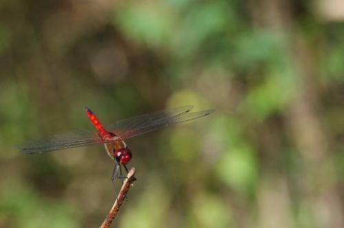Réf. 81 811 : Tramea abdominalis