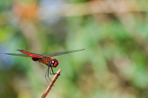 Tramea abdominalis