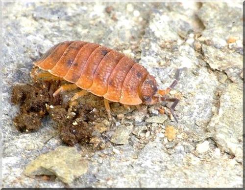 Porcellio scaber