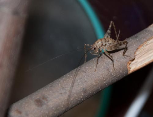 Tachycines asynamorus
