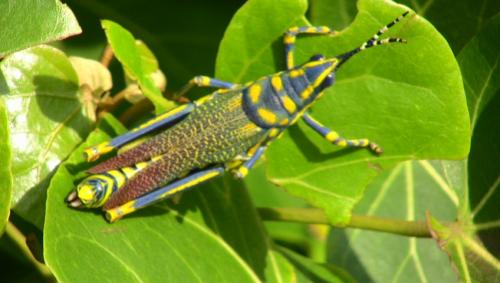 Poekilocerus pictus