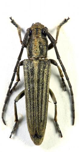 Mimocoptosia luteovittigera