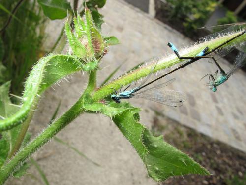 Ischnura elegans