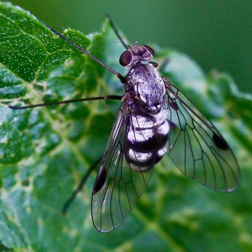 Chrysopilus cristatus