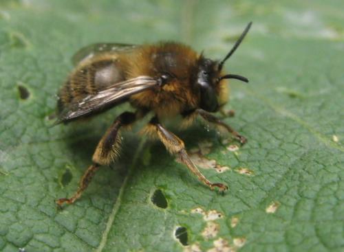 Anthophora furcata