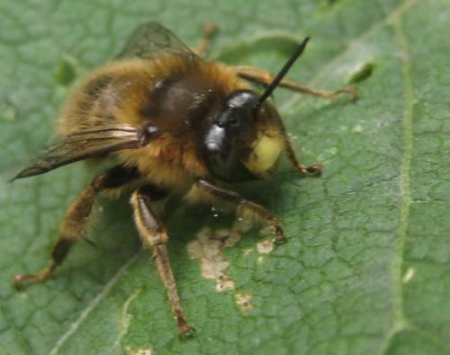 Anthophora furcata