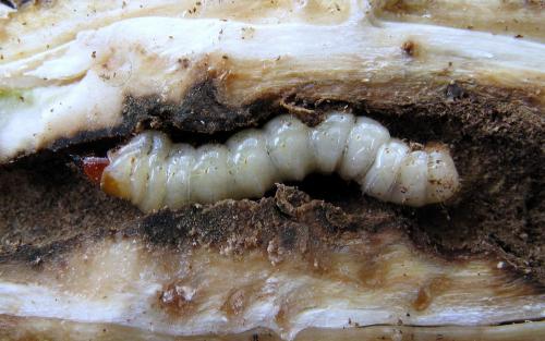 Réf. 81 739 : Agapanthia kirbyi