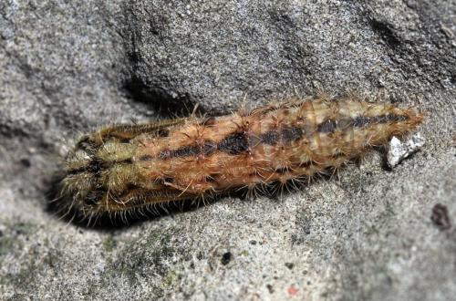 Emmelina monodactyla