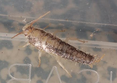 Ctenolepisma sp.