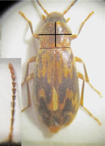 Marolia leseigneuri