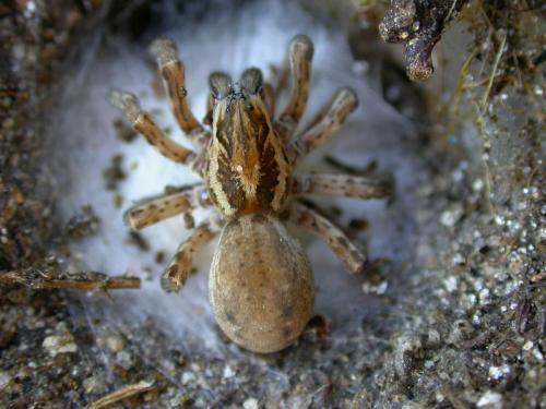 Arctosa villica