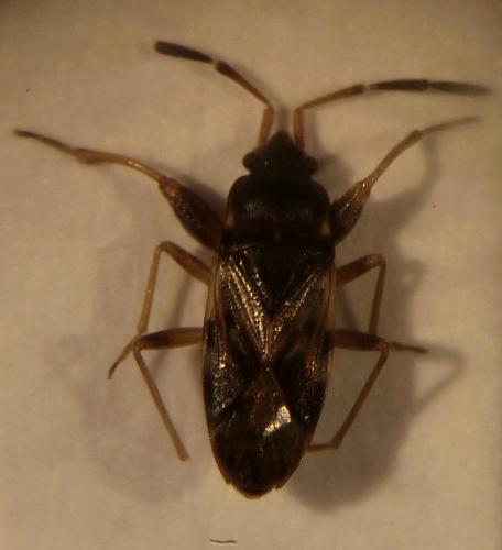 Scolopostethus grandis