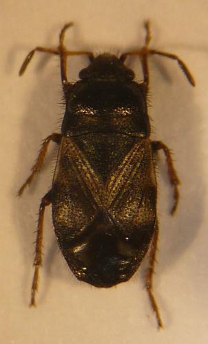 Pionosomus varius