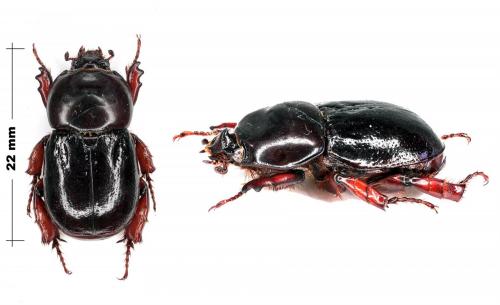 Marronus borbonicus