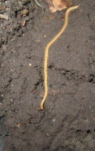 Stigmatogaster subterranea